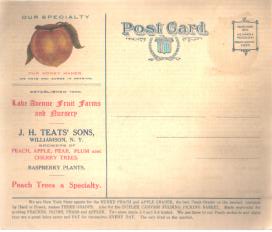 Beautiful 1915 Fruit Farms ExLarge Postcard