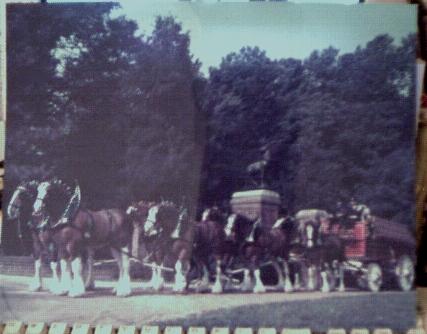 Bush Clydesdales Real Photo 11x14 1960s EX