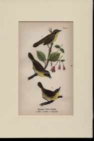Maryland Yellow Warbler family beautiful