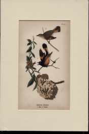 American Redstart male & female beautiful