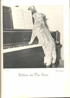 Beautiful Cats & Kittens photo book 1951