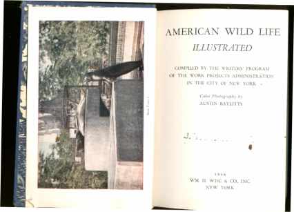 American Wild Life Illustratd grt photos 1946