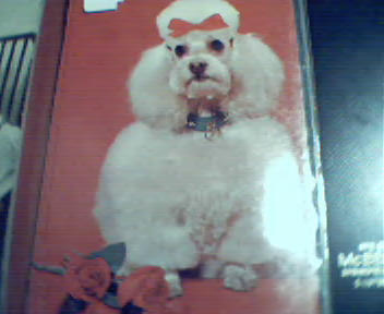 Poodle with Roses in Front, Photo