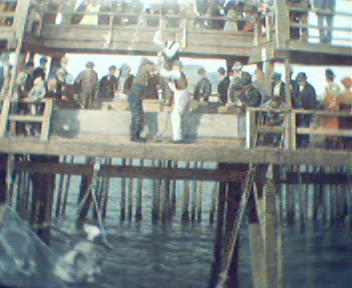Fish Being Hauled at Peir in Atlantic City!