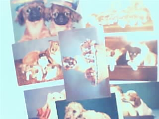 Various Dog Breeds! Husky,Spaniel,Collie,Boxer&More!