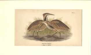 American Bittern beautiful matted print 1900