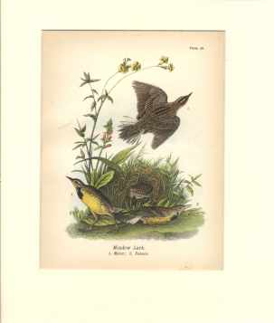 Meadow Lark beautiful color print 1900