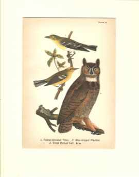 Great Horned Owl w Vireo & Warbler beautiful