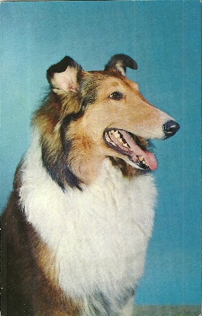POSTCARD OF A COLLIE FROM 1956 POSTCARD OF A COLLIE FROM 1956