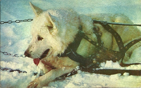 POSTCARD OF A GERMAN SHEPHARD FROM 1957