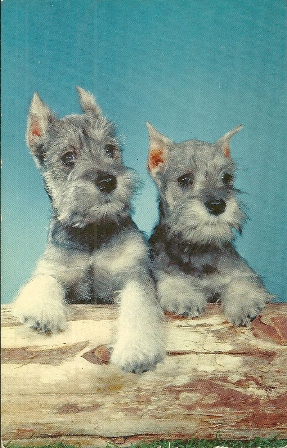 POSTCARD OF 2 TERRIER PUPS FROM 1961
