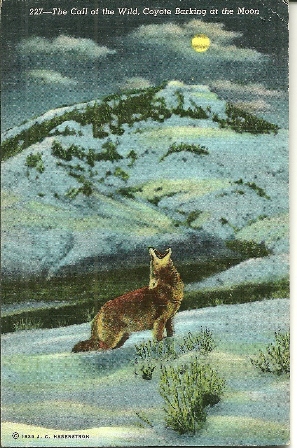 POSTCARD OF A COYOTE HOWLING 1953