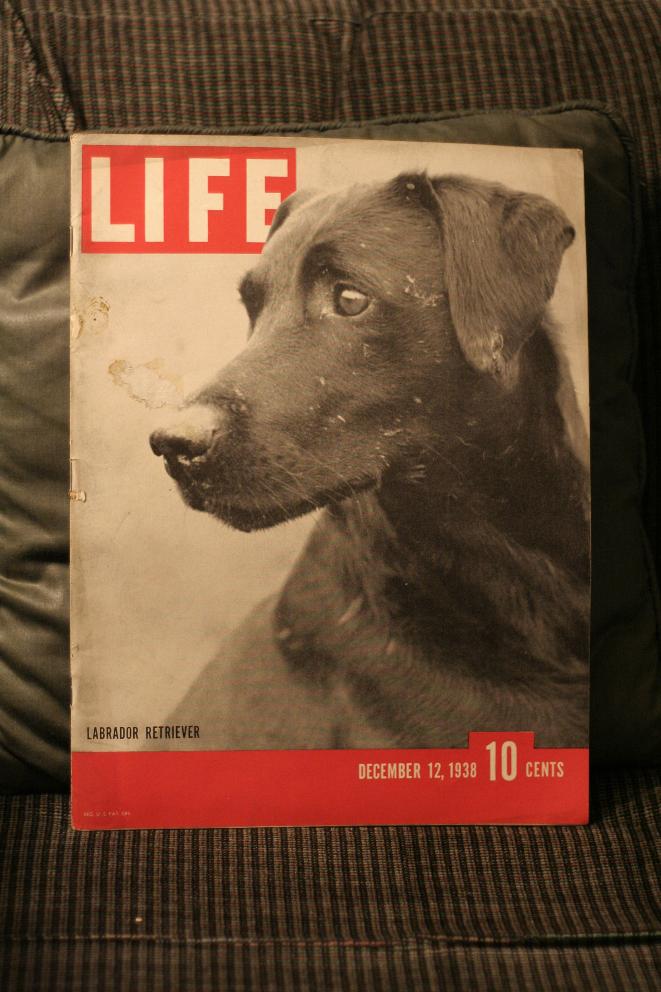 LIFE MAGAZINE DECEMBER 12,1938 LABRADOR RETRIEVEERCOVER (click to enlarge)
