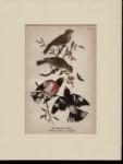 Rose Breasted Grosbeak beautiful print