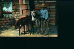 Boy with Burros in South West