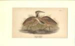 American Bittern beautiful matted print 1900