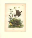 Meadow Lark beautiful color print 1900