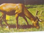 1960 BEAUTIFUL Elk with Velvet Antlers