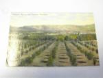 Orchards,Ranches and Vineyards,Wash,1900's